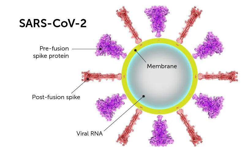 Click to enlarge spike protein 1