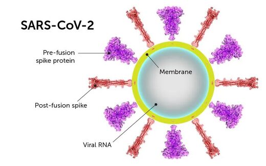 spike protein 1