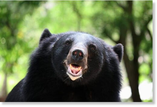 Asiatic black bear