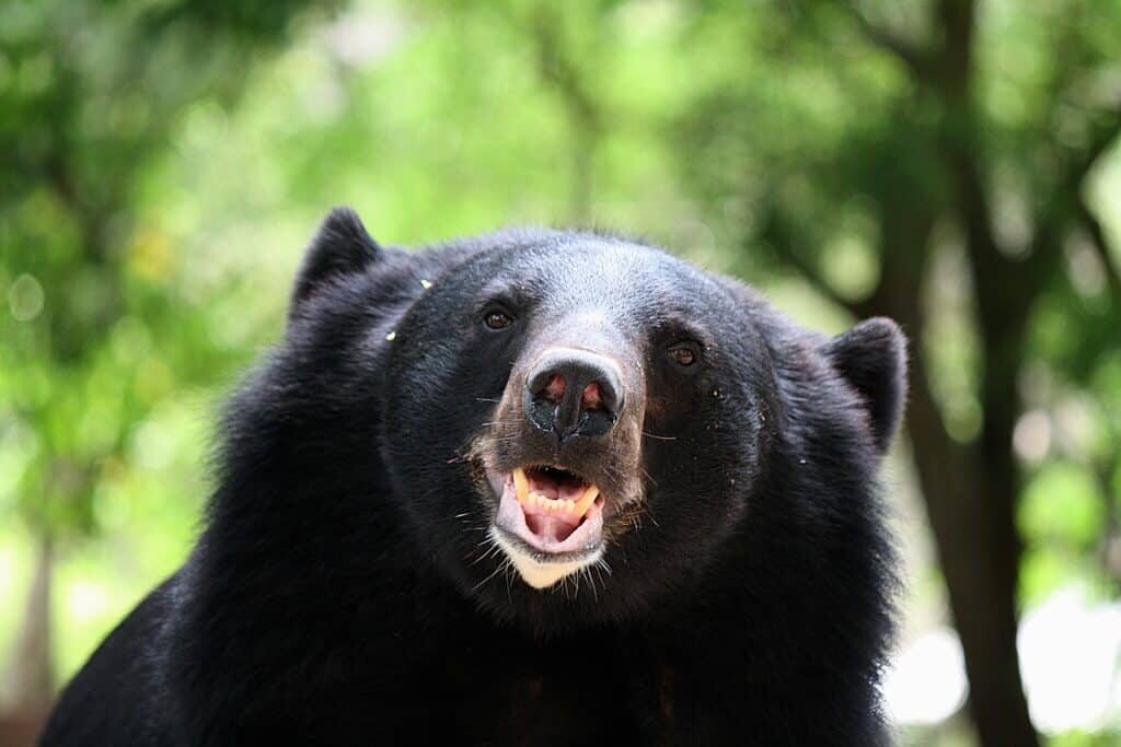 Asiatic black bear