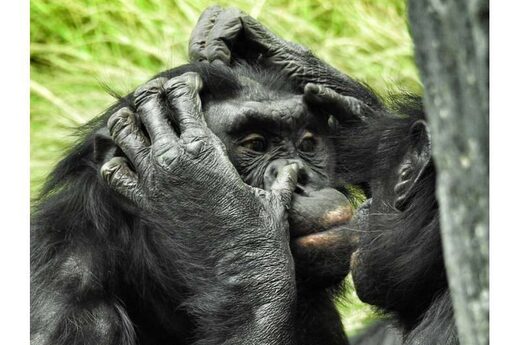 Click to enlarge chimpanzees grooming