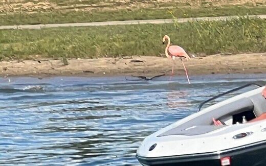 flamingo seen in Kentucky