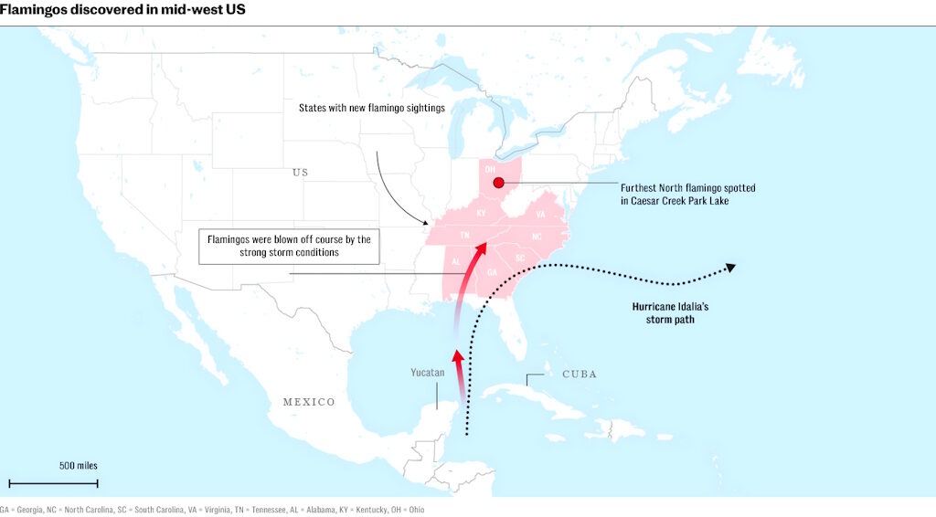 flamingos off course hurricane idalia