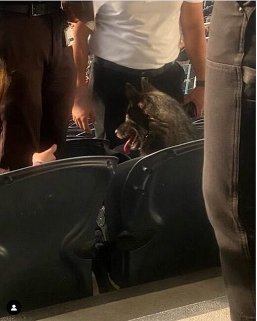 Click to enlarge dog metallica concert