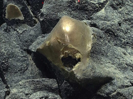 Click to enlarge gold orb biological seabed gulf alaska unknown