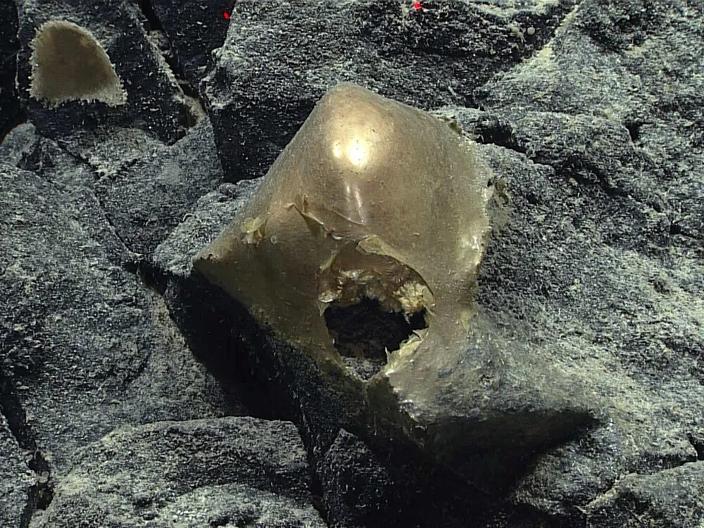 gold orb biological seabed gulf alaska unknown