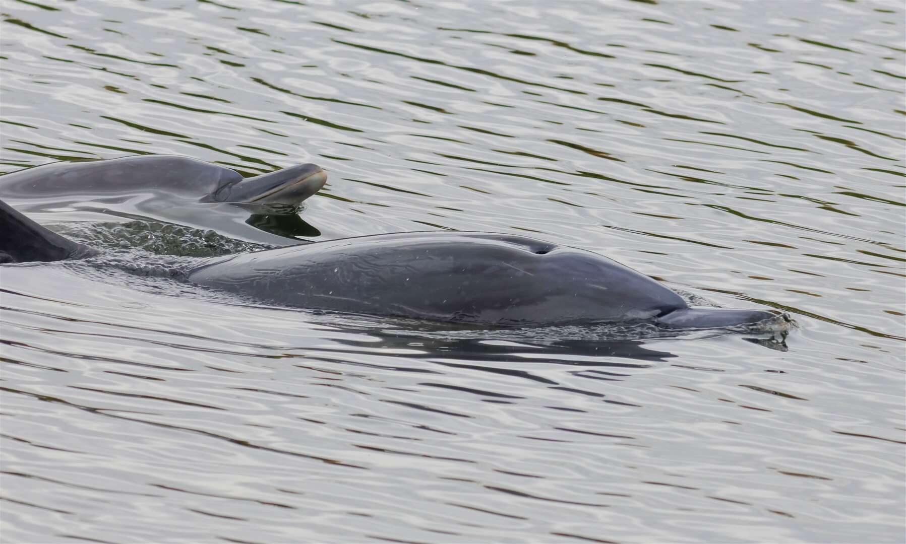 Common dolphins swimming in the River Great Ouse, near Bluntisham in Cambridgeshire.