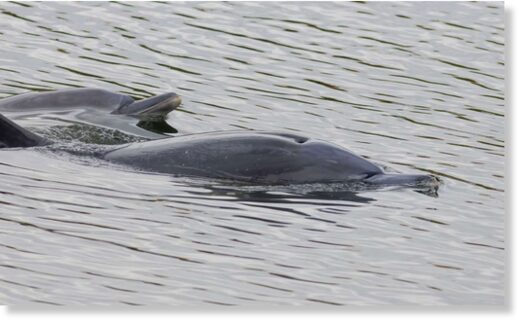Common dolphins swimming in the River Great Ouse, near Bluntisham in Cambridgeshire.