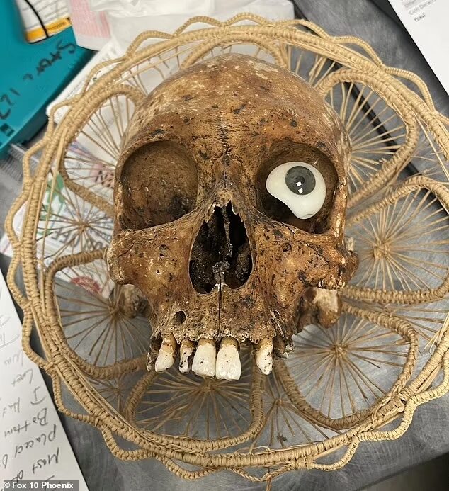 human skull goodwill arizona