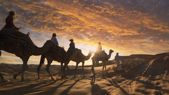 camels