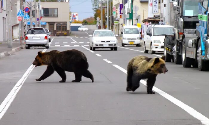 Two bears walk down the street in Shari town in Japan’s northern island of Hokkaido.