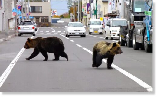 Click to enlarge Two bears walk down the street in Shari town in Japan’s northern island of Hokkaido.