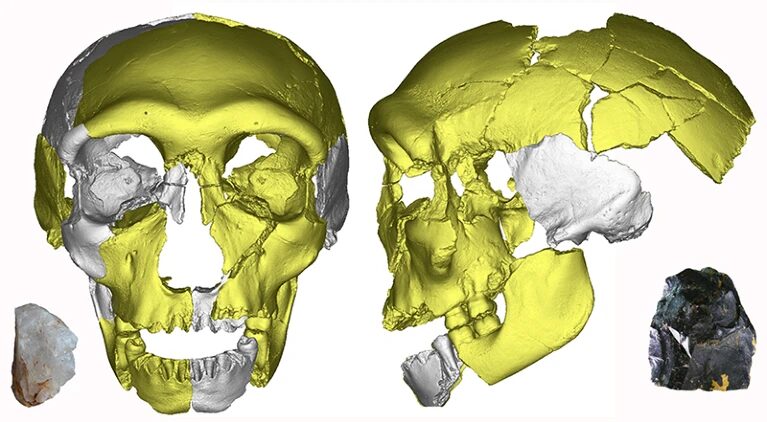 juvenile skull