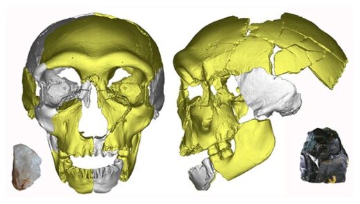 juvenile skull