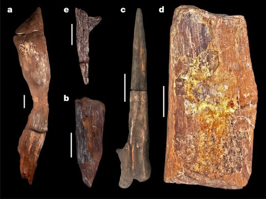 Click to enlarge Modified wood tools from site BLB, Kalambo Falls, 2019.