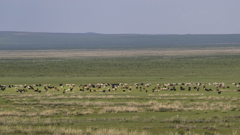 Click to enlarge Mongolian andscape with a herd of sheep