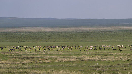 Mongolian andscape with a herd of sheep