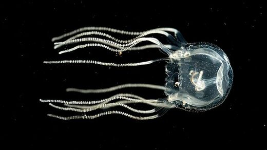 Click to enlarge box jellyfish no brain