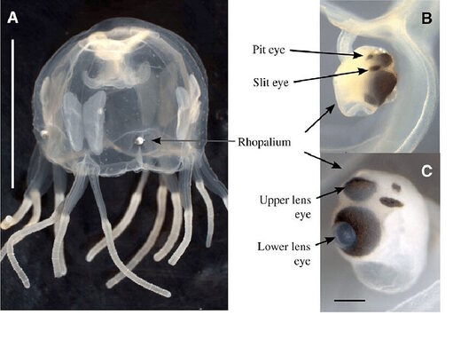 Click to enlarge Rhopalium box jellyfish primative eye