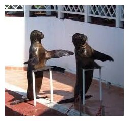 Click to enlarge Clapping Seals