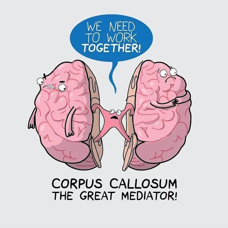 Click to enlarge brain cartoon corpus callosum hemishperes