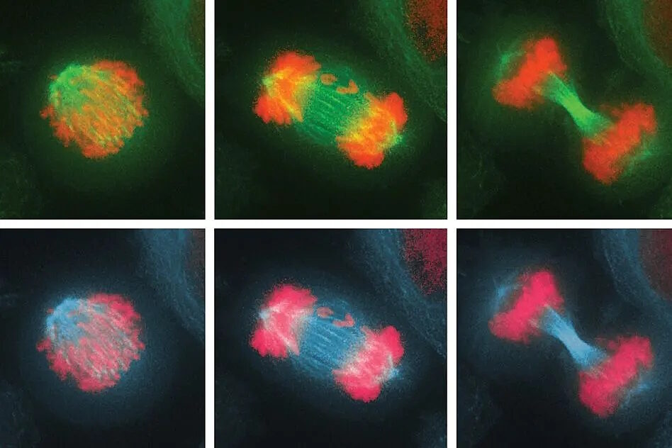 Click to enlarge cell division mitosis