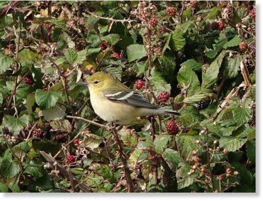 A bay-breasted warbler seen at Ramsey Island.