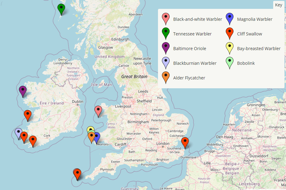 With Red-eyed Vireos being found in Cornwall, Scilly, Devon, and Barra, and an American Buff-bellied Pipit on St.Kilda, it would be pretty amazing if another gem isn't discovered soon.