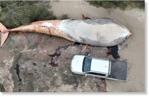 The whale is currently on the beach until Friday