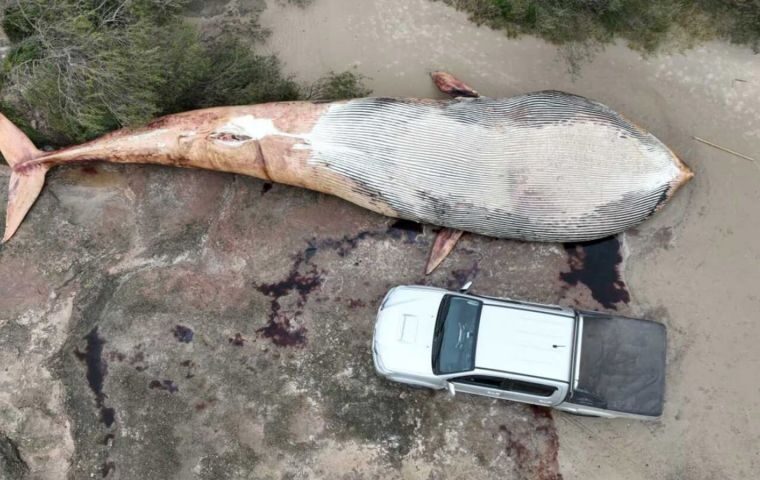 15-meter whale found dead on beach in Colonia,  Uruguay