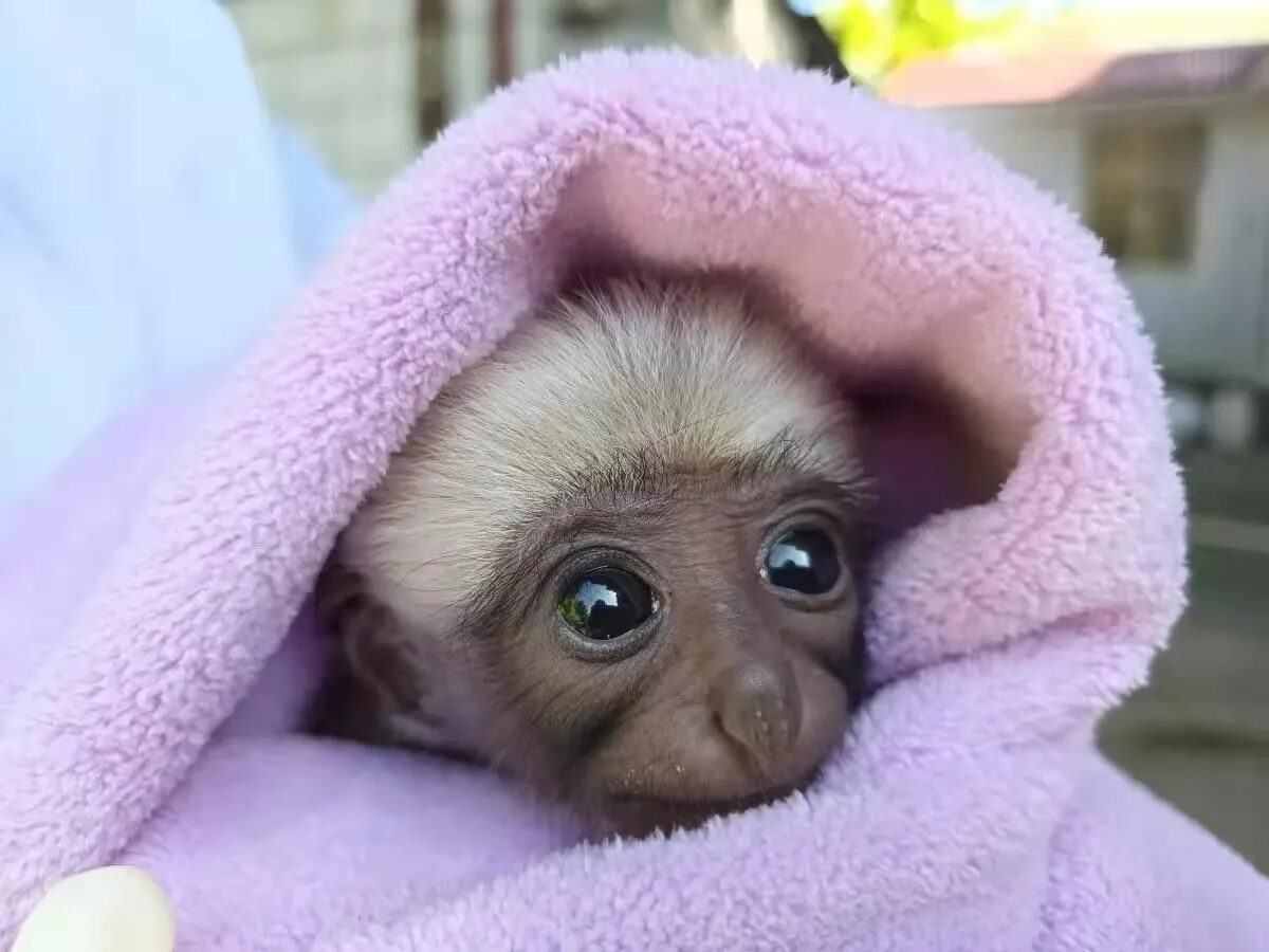Baby Gibbon