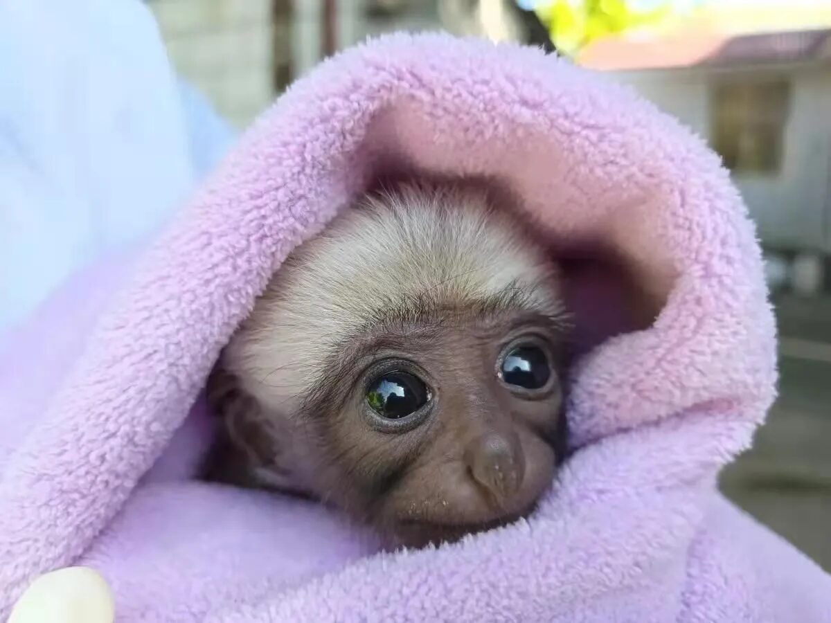 Click to enlarge Baby Gibbon