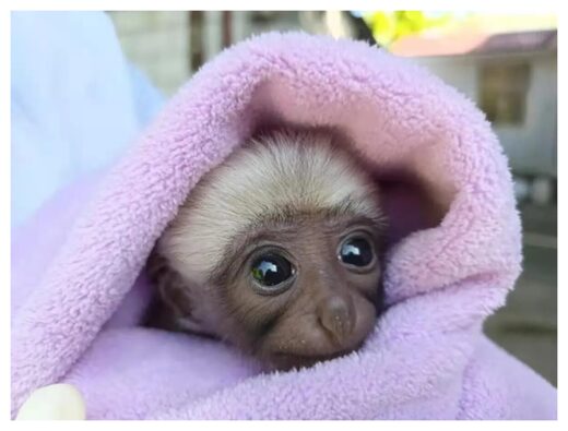 Baby Gibbon