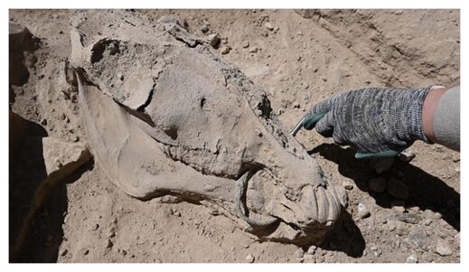 Horse Skeleton