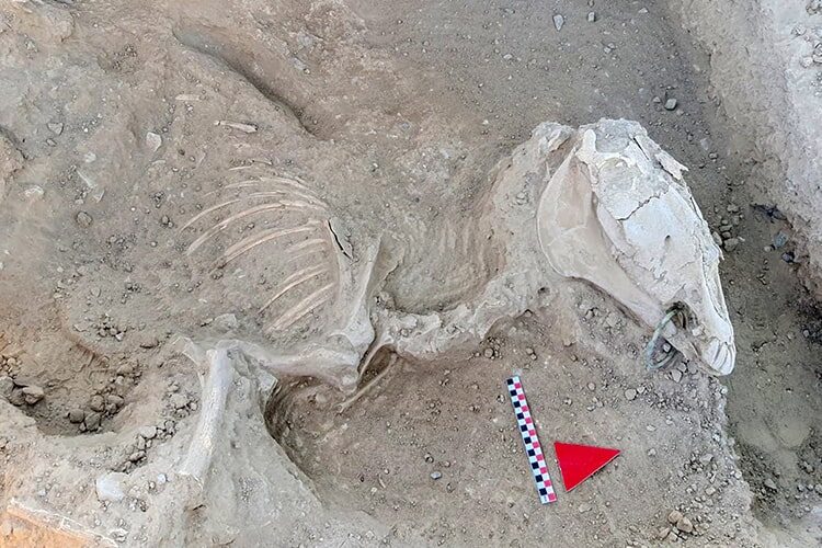 Click to enlarge Horse Skeleton