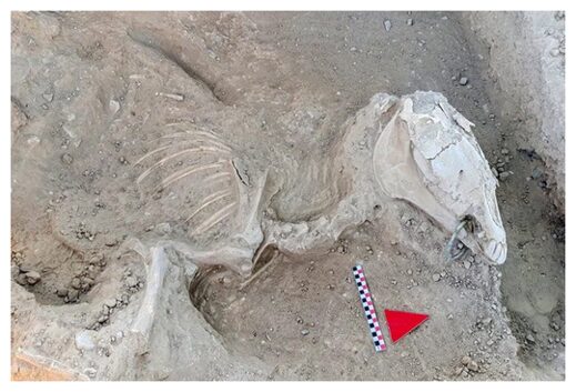 Horse Skeleton