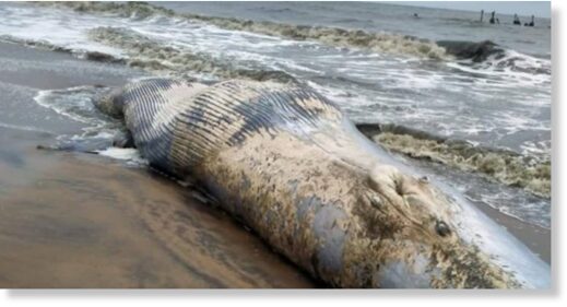 The giant marine mammal was spotted on South
