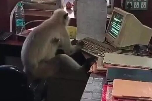 Monkey spotted 'working' at railway office typing and flicking through files