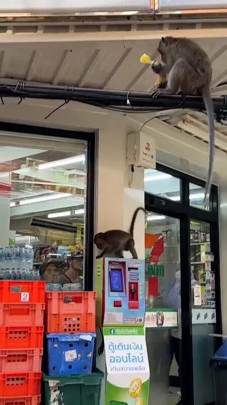 Click to enlarge monkeys steal food from store Koh Phi Phi island