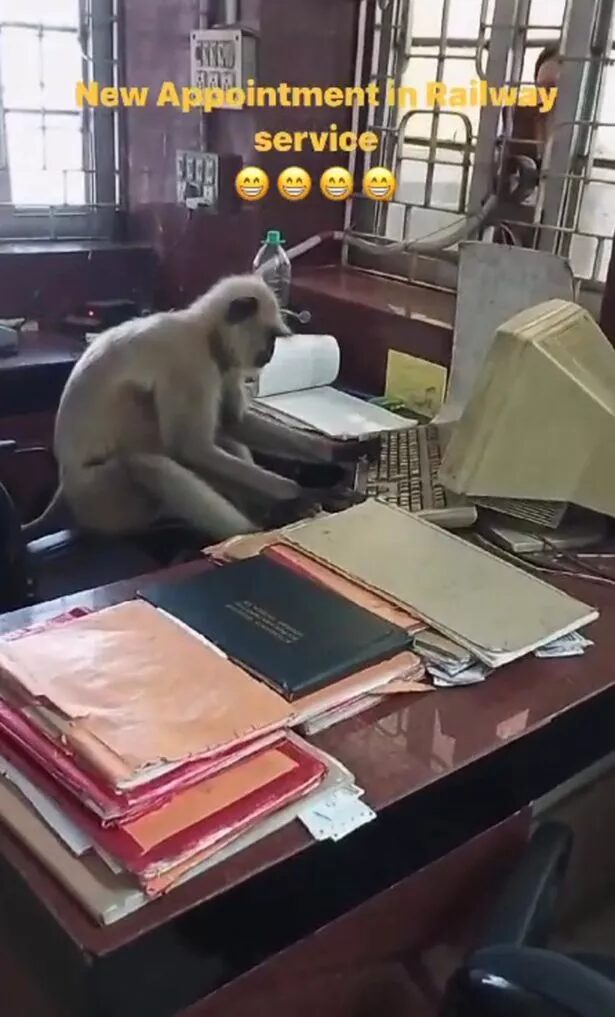 monkey takes over railroad office