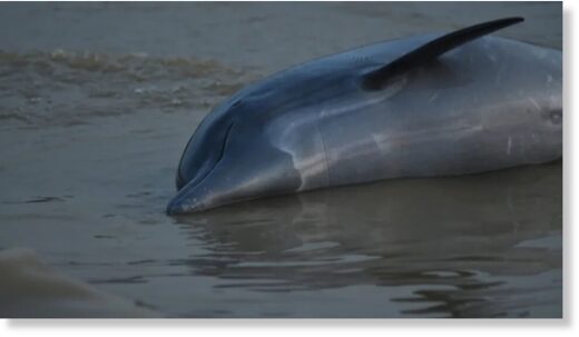 One of many dolphins found dead in the Amazon.