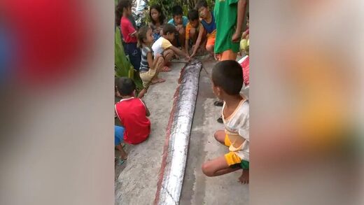 Giant oarfish beaching leaves villagers in awe, sparks conservation concerns in Misamis Oriental, Philippines