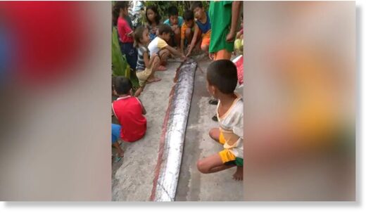 Click to enlarge A biologist says the country's scientific community should 'take a deeper look' at why the giant oarfish are surfacing from their natural habitats