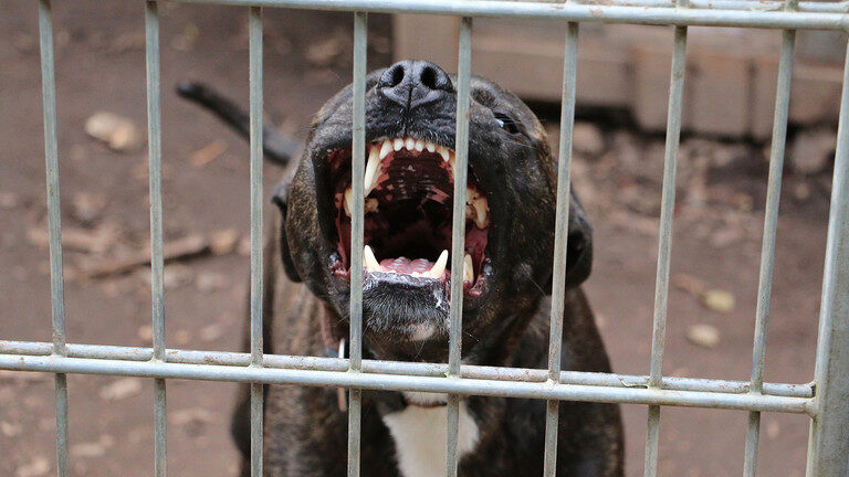 angry dog