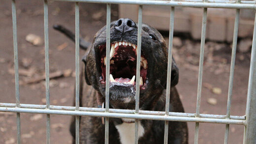 angry dog