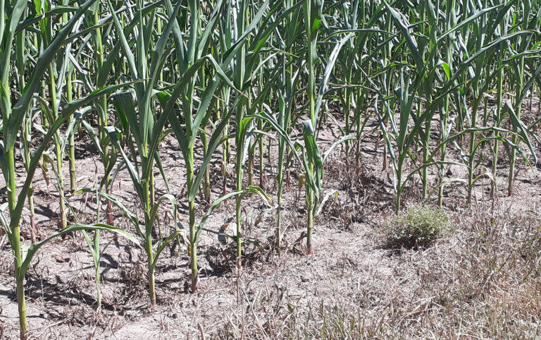 Corn Crop
