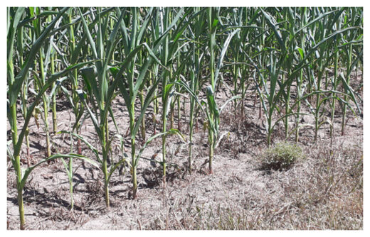 Click to enlarge Corn Crop