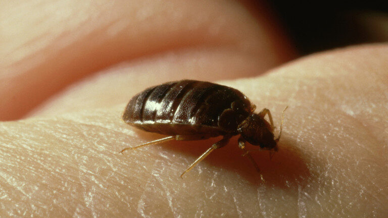 bed bug