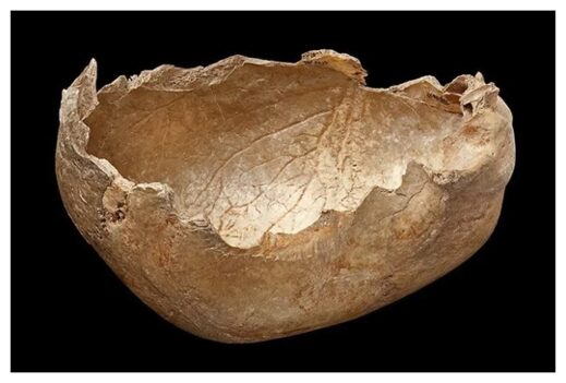 Click to enlarge Human Skull