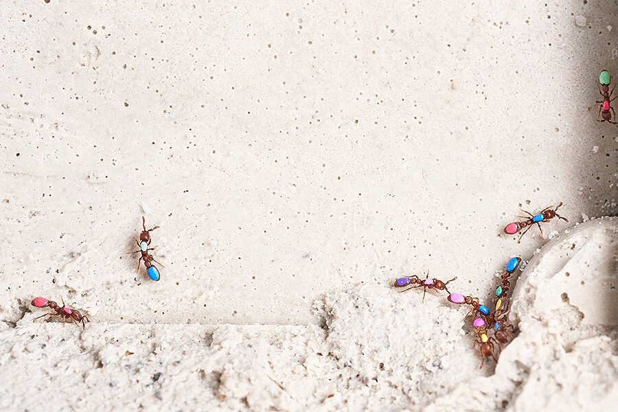 marked ants behavior study